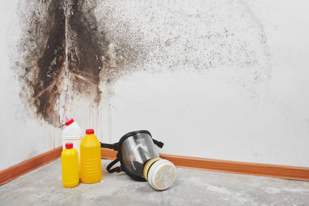 Best Mold Removal Company Near Me  in Pueblo, CO