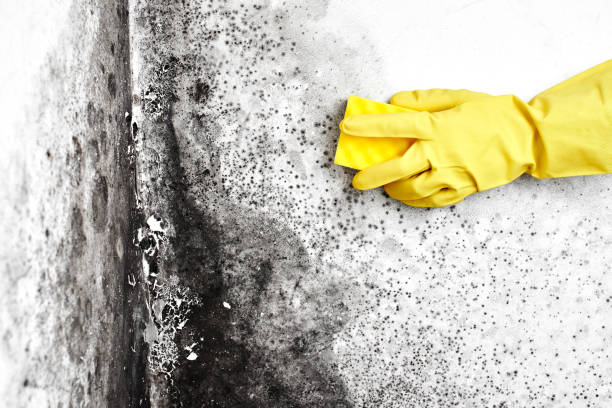 Mold Testing and Removal in Pueblo, CO