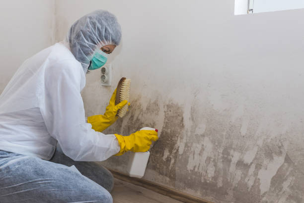 Best Fast Mold Removal  in Pueblo, CO