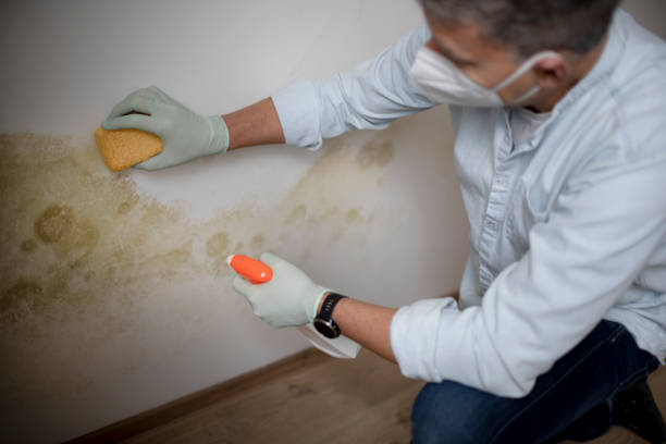 Best Home Mold Removal  in Pueblo, CO