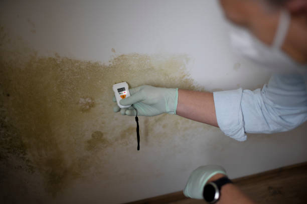 Best Mold Testing and Removal  in Pueblo, CO