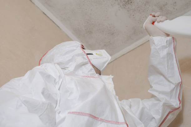 Best Toxic Mold Removal  in Pueblo, CO