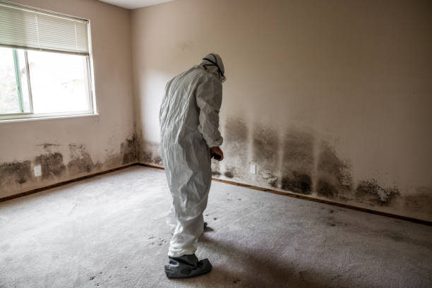 Best Mold Damage Repair  in Pueblo, CO